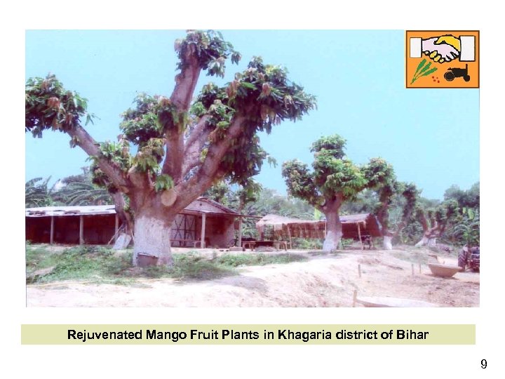 Rejuvenated Mango Fruit Plants in Khagaria district of Bihar 9 