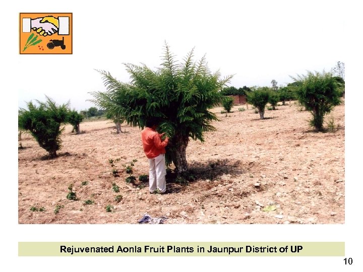 Rejuvenated Aonla Fruit Plants in Jaunpur District of UP 10 