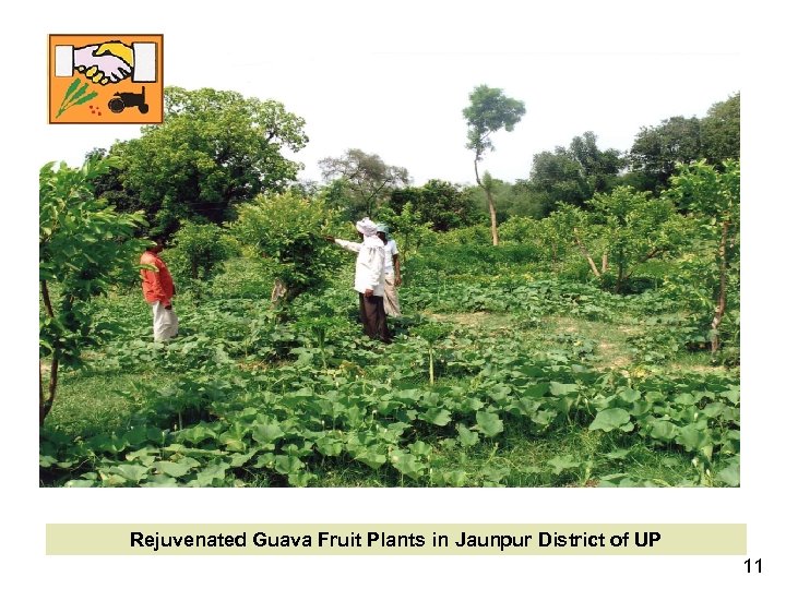 Rejuvenated Guava Fruit Plants in Jaunpur District of UP 11 