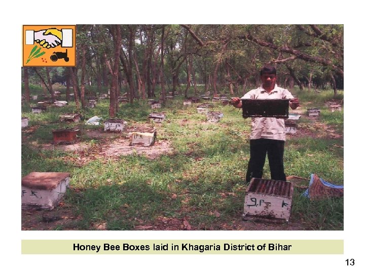 Honey Bee Boxes laid in Khagaria District of Bihar 13 