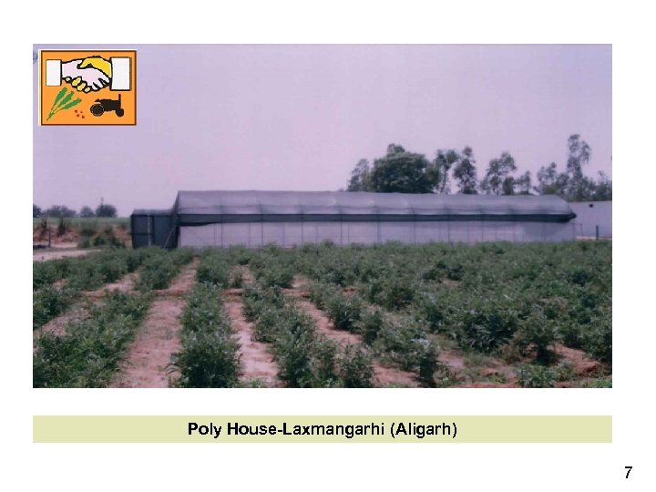 Poly House-Laxmangarhi (Aligarh) 7 