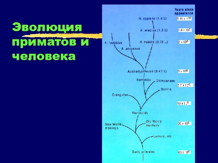 Эволюция приматов и человека 