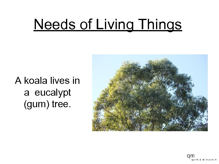 Needs of Living Things A koala lives in a eucalypt (gum) tree. 
