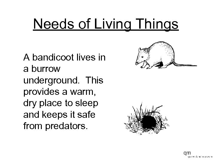 Needs of Living Things A bandicoot lives in a burrow underground. This provides a