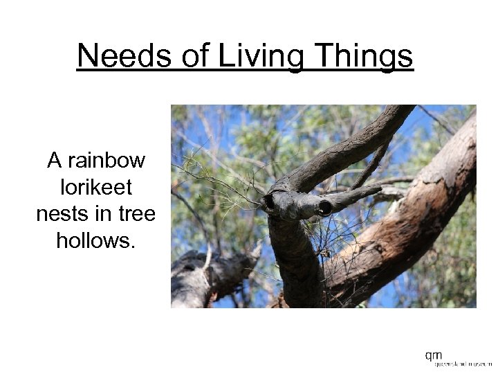 Needs of Living Things A rainbow lorikeet nests in tree hollows. 
