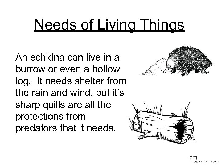 Needs of Living Things An echidna can live in a burrow or even a