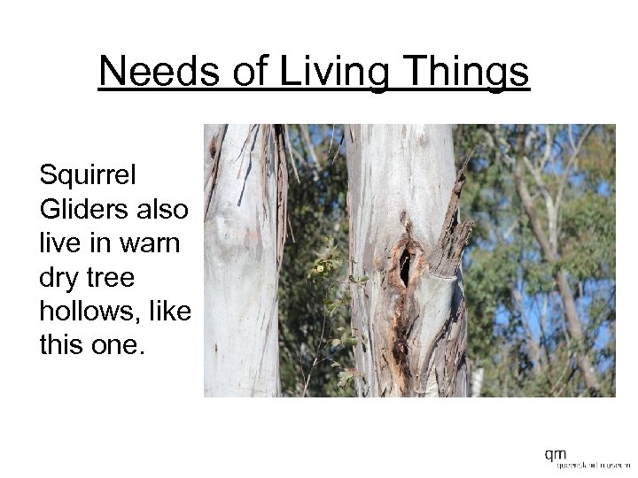 Needs of Living Things Squirrel Gliders also live in warn dry tree hollows, like