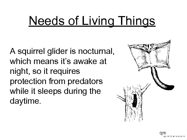 Needs of Living Things A squirrel glider is nocturnal, which means it’s awake at