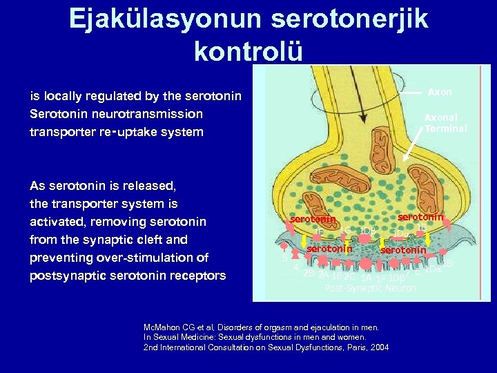 Ejakülasyonun serotonerjik kontrolü Axon is locally regulated by the serotonin Serotonin neurotransmission transporter re‑uptake
