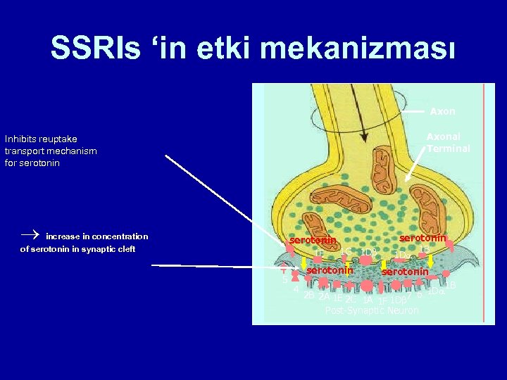 SSRIs ‘in etki mekanizması Axonal Terminal Inhibits reuptake transport mechanism for serotonin increase in