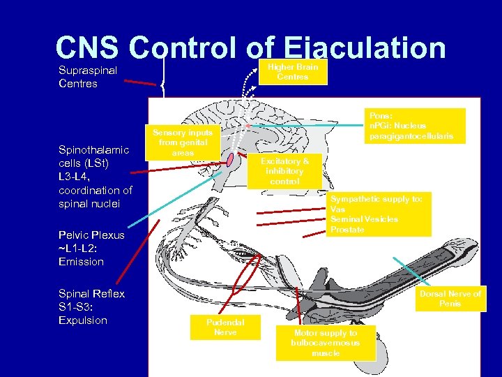 CNS Control of Ejaculation Higher Brain Centres Supraspinal Centres Spinothalamic cells (LSt) L 3
