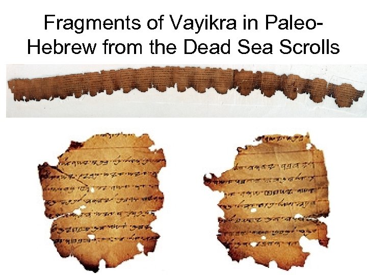 Fragments of Vayikra in Paleo. Hebrew from the Dead Sea Scrolls 