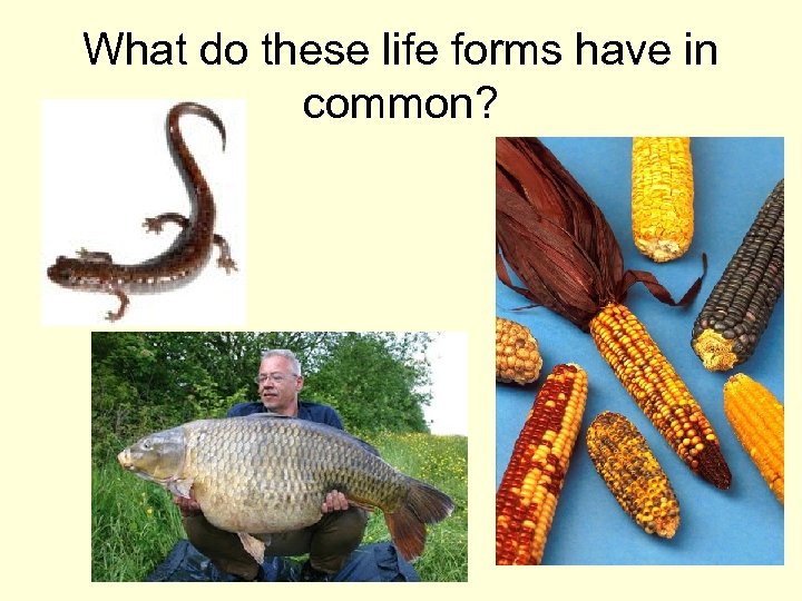 What do these life forms have in common? 