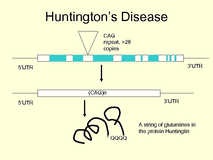 Huntington’s Disease CAG repeat, >28 copies 3’UTR 5’UTR (CAG)n 3’UTR 5’UTR A string of