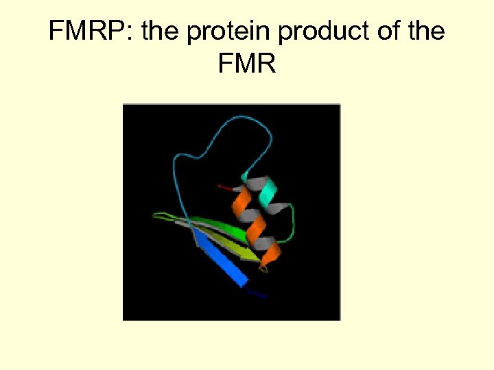 FMRP: the protein product of the FMR 