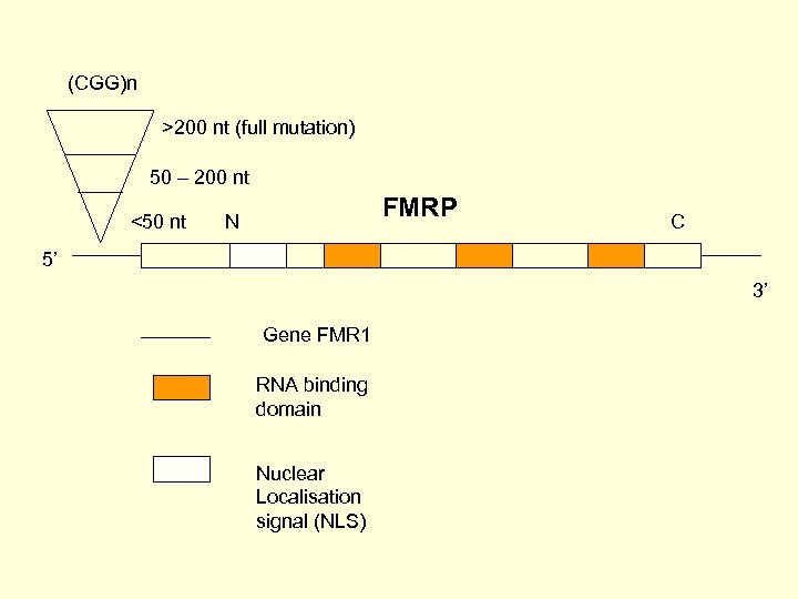 (CGG)n >200 nt (full mutation) 50 – 200 nt <50 nt FMRP N C