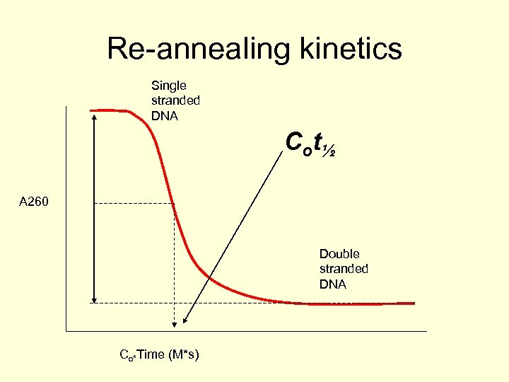 Re-annealing kinetics Single stranded DNA C o t½ A 260 Double stranded DNA Co*Time