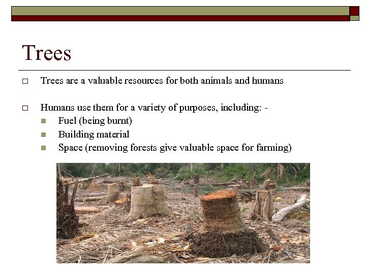 Trees o Trees are a valuable resources for both animals and humans o Humans