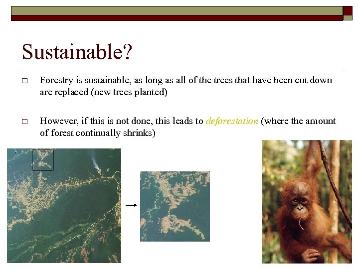 Sustainable? o Forestry is sustainable, as long as all of the trees that have