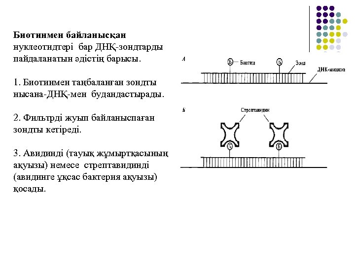 Биотинмен байланысқан нуклеотидтері бар ДНҚ-зондтарды пайдаланатын әдістің барысы. 1. Биотинмен таңбаланған зондты нысана-ДНҚ-мен будандастырады.