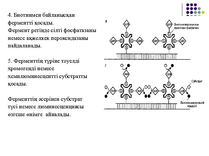 4. Биотинмен байланысқан ферментті қосады. Фермент ретінде сілті фосфатазаны немесе ақжелкек пероксидазаны пайдаланады. 5.