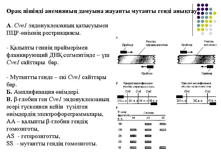 Орақ пішінді анемияның дамуына жауапты мутанты генді анықтау А. Сvn 1 эндонуклеазаның қатысуымен ПЦР-өнімнің