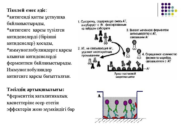 Тікелей емес әдіс: *антигенді қатты ұстаушқа байланыстырады, *антигенге қарсы түзілген антиденелерді (бірінші антиденелер) қосады,