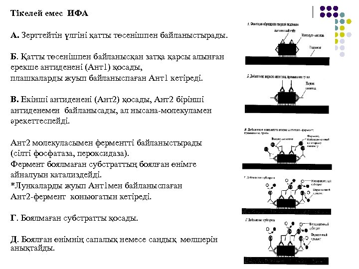 Тікелей емес ИФА А. Зерттейтін үлгіні қатты төсенішпен байланыстырады. Б. Қатты төсенішпен байланысқан затқа