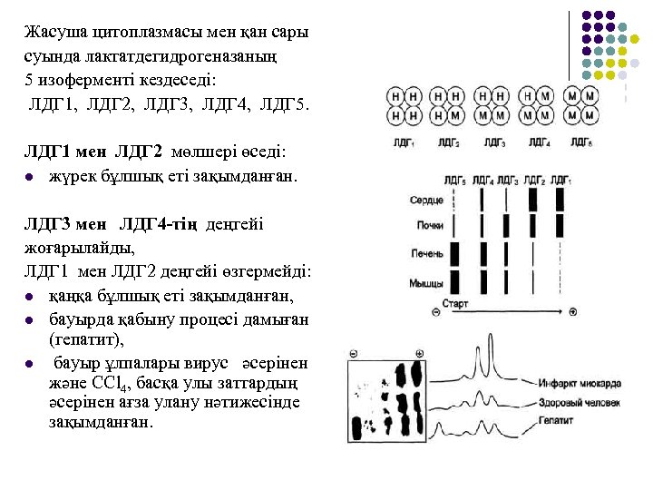 Жасуша цитоплазмасы мен қан сары суында лактатдегидрогеназаның 5 изоферменті кездеседі: ЛДГ 1, ЛДГ 2,