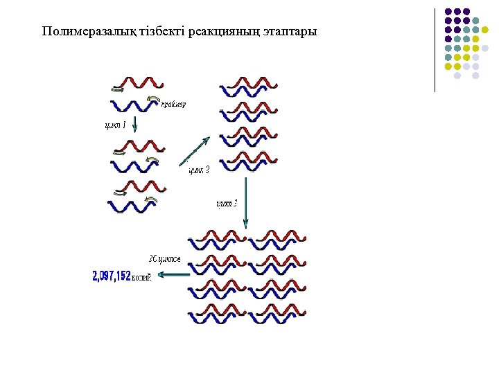 Полимеразалық тізбекті реакцияның этаптары 