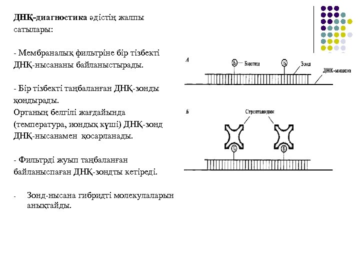 ДНҚ-диагностика әдістің жалпы сатылары: - Мембраналық фильтріне бір тізбекті ДНҚ-нысананы байланыстырады. - Бір тізбекті