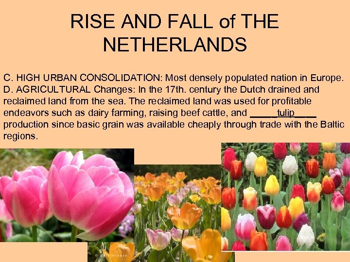 RISE AND FALL of THE NETHERLANDS C. HIGH URBAN CONSOLIDATION: Most densely populated nation