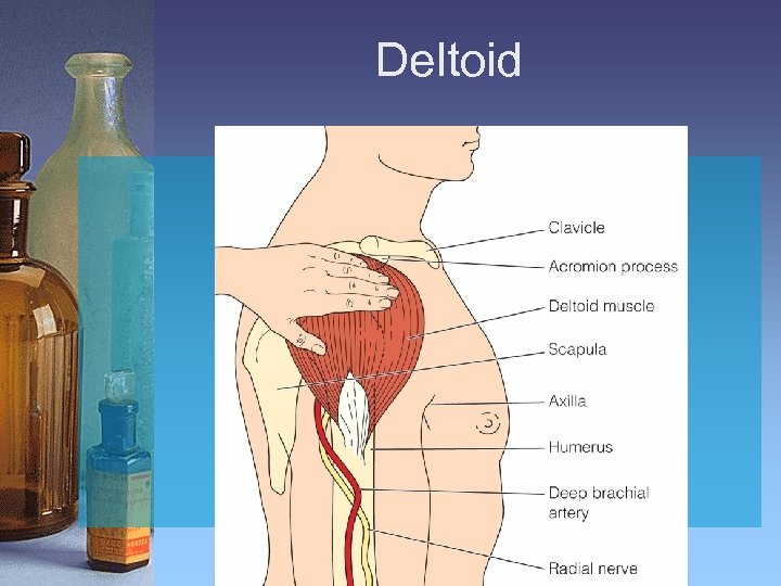 Deltoid 