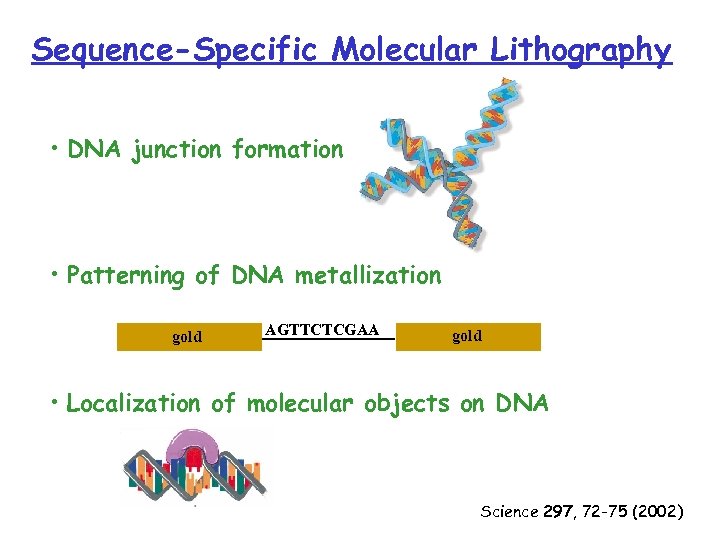 Sequence-Specific Molecular Lithography • DNA junction formation • Patterning of DNA metallization gold AGTTCTCGAA