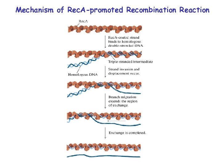 Mechanism of Rec. A-promoted Recombination Reaction 