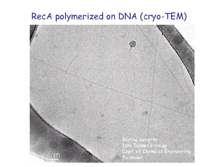 Rec. A polymerized on DNA (cryo-TEM) Marina Konorty Ishi Talmon’s group Dept. of Chemical