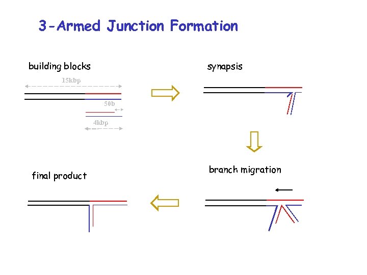 3 -Armed Junction Formation building blocks synapsis 15 kbp 50 b 4 kbp final