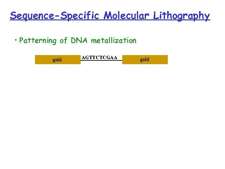 Sequence-Specific Molecular Lithography • Patterning of DNA metallization gold AGTTCTCGAA gold 