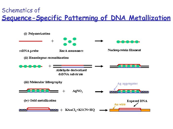 Schematics of Sequence-Specific Patterning of DNA Metallization (i) Polymerization + ss. DNA probe Rec.