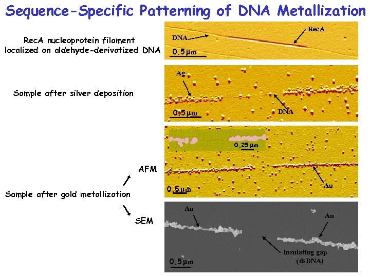 Sequence-Specific Patterning of DNA Metallization Rec. A nucleoprotein filament localized on aldehyde-derivatized DNA 0.