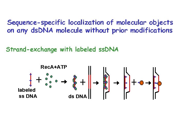 Sequence-specific localization of molecular objects on any ds. DNA molecule without prior modifications Strand-exchange