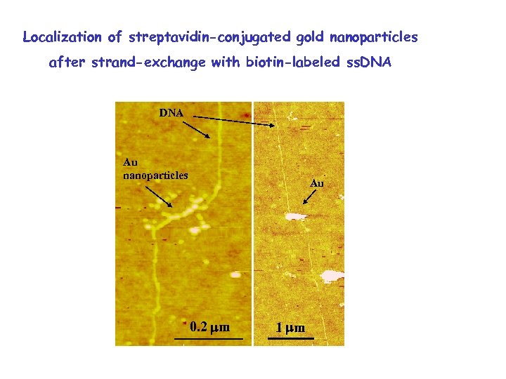 Localization of streptavidin-conjugated gold nanoparticles after strand-exchange with biotin-labeled ss. DNA Au nanoparticles Au
