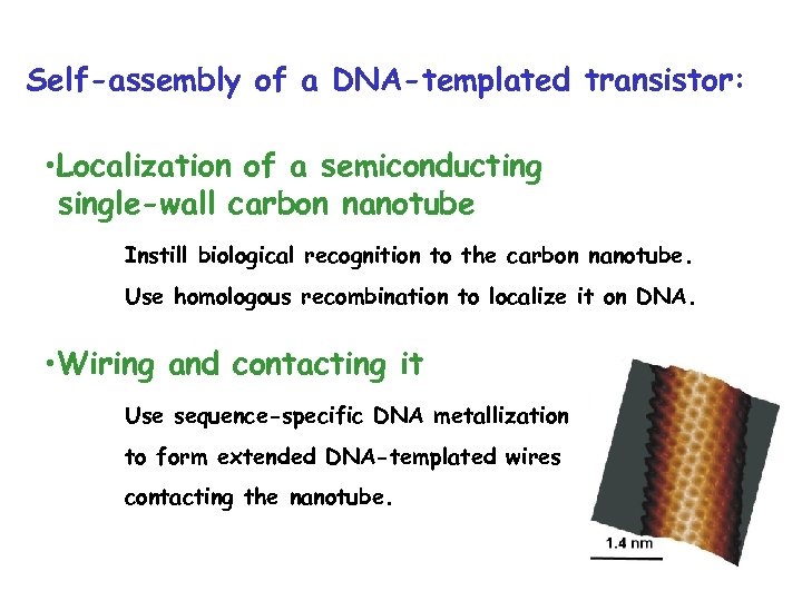 Self-assembly of a DNA-templated transistor: • Localization of a semiconducting single-wall carbon nanotube Instill