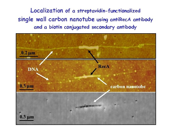 Localization of a streptavidin-functionalized single wall carbon nanotube using anti. Rec. A antibody and