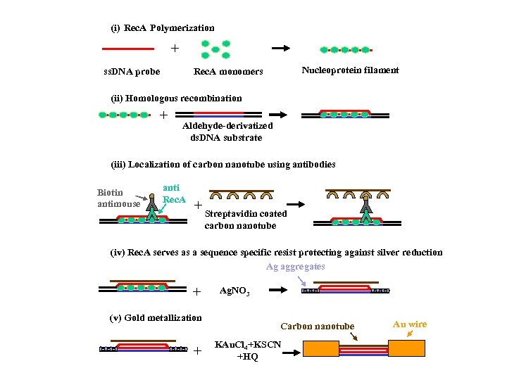 (i) Rec. A Polymerization + ss. DNA probe Nucleoprotein filament Rec. A monomers (ii)