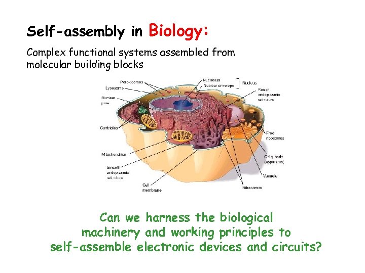 Self-assembly in Biology: Complex functional systems assembled from molecular building blocks Can we harness