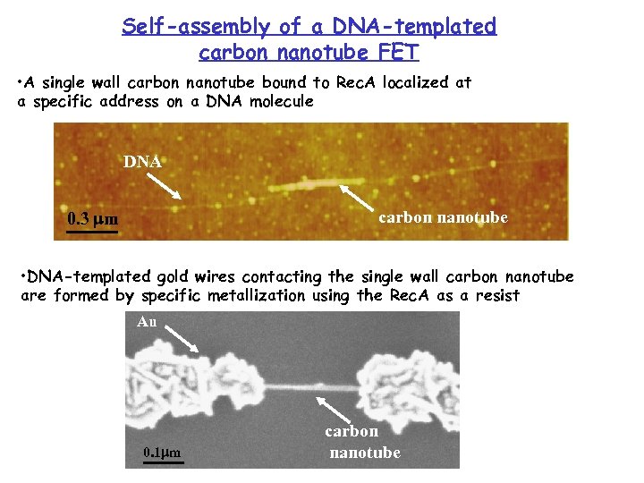 Self-assembly of a DNA-templated carbon nanotube FET • A single wall carbon nanotube bound