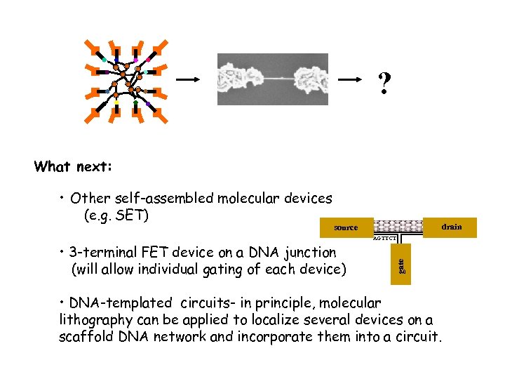 ? What next: drain source • 3 -terminal FET device on a DNA junction