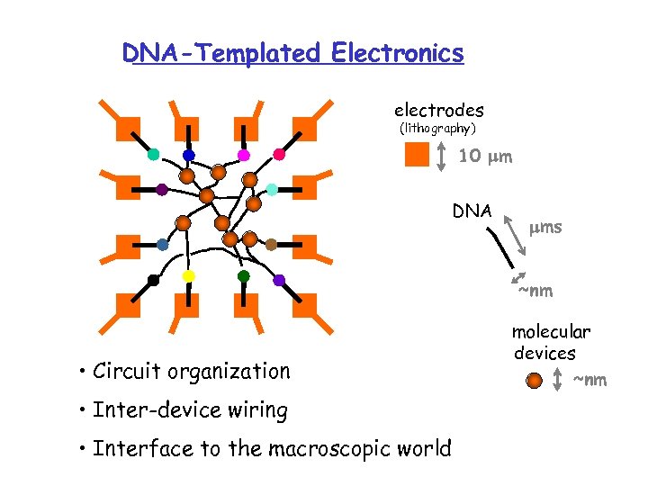 DNA-Templated Electronics electrodes (lithography) 10 m DNA ms ~nm • Circuit organization • Inter-device
