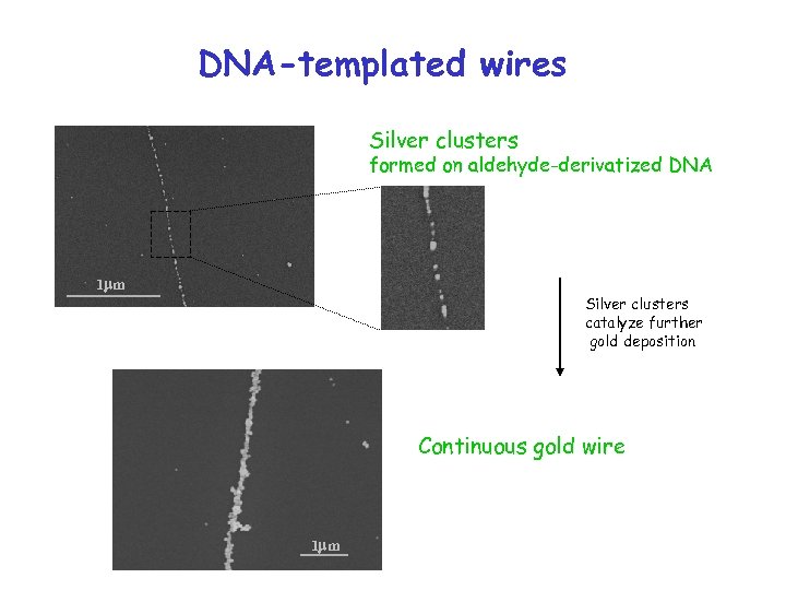 DNA-templated wires Silver clusters formed on aldehyde-derivatized DNA 1 m Silver clusters catalyze further